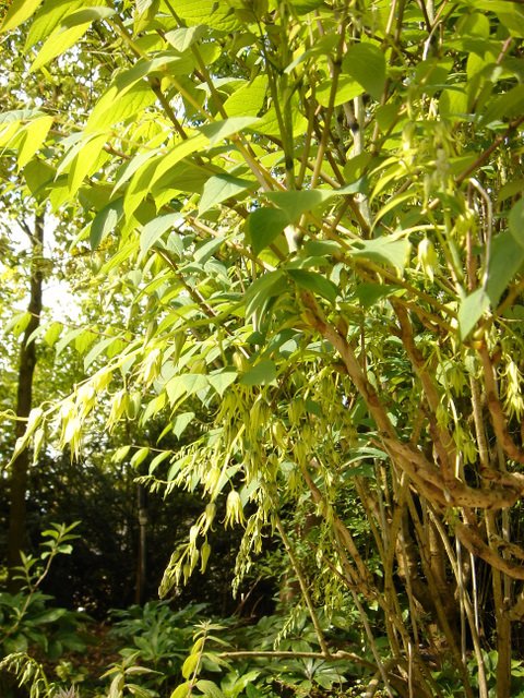 Decaisnea fargesii P1E